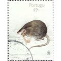 PORTUGAL, MAMMAL, Pyrenean Desman ,Galemys pyre...