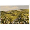 Rheidol Valley Devil's Bridge Cardiganshire Postcard DB95