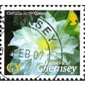 GUERNSEY, FLOWER, Clematis Arctic Queen, black ...