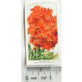 1939 Wills Garden Flowers No. 49 Wallflower