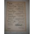 1973 Sharks First Water Album Advertisement - K...