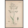 ROUGH MEADOW-GRASS 1872 John Edward Sowerby PLA...