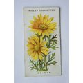 1913 Wills, Alpine Flowers No. 33 Ox-Eye