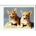 Animals CORGI PUPPIES Postcard by Dixon (PPT/24...