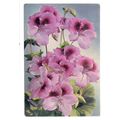FANCY PELARGONIUM flowers. used postcard 1968 p...