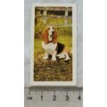 1961 Hornimans Tea Dogs No. 3 Bassett Hound