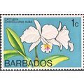 BARBADOS, FLOWER, Cattleya gaskelliana, blue 19...