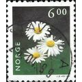 NORWAY, FLOWER, Oxeye Daisy, Chrysanthemum leuc...