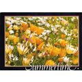 South Africa postcard of flowers. “Summertime”