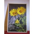 GREAT FLOWERING ARONIC flowers used vintage pos...