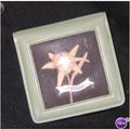 Real Edelweiss Flower Souvenir Matchbook Cover ...