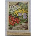 1939 Amateur Gardening illustration - Early Flo...