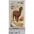 1924 Players Natural History card No. 2 Alpaca