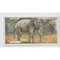1924 Players Natural History card No. 18 Asiati...