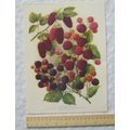 1939 Amateur Gardening illustration - Three val...