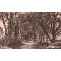The Avenue Stutton Selby North Yorkshire Antiqu...