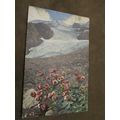 1910 fr Photochromie Postcard - Wild Alpine Flo...