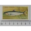 1933 Players Fresh-water Fishes, pink back No. ...