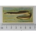 1933 Players Fresh-water Fishes, pink back No. ...