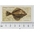 1933 Players Fresh-water Fishes, pink back No. ...