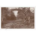 The Centre of the Woods Weston-Super-Mare Postcard 1914 RP Somerset