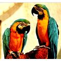 Blue & Yellow Macaw Parrot Birds Los Angeles CA...