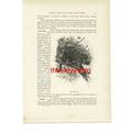 Tree Porcupine, Animal Book Illustration (Print...