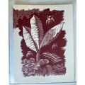 Vintage Leonard Everett Woodcut Print OWLS bird...