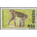 NIGERIA, MAMMAL, Bonobo, Pan paniscus, yellow 2...