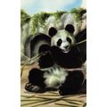 1960s Panda In Zoo I Love Pandas Childrens Lady...