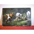DAIRY COWS, CATTLE used antique postcard by Boo...