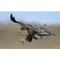 Flying HAWK RV Trailer Wall Mural Decal Decals ...