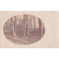 Vintage Sepia Postcard - Photograph of Woods