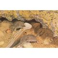 Scily Shrew Isles Of Lesser White Toothed Shrew...
