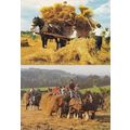 Devon Shire Horse Farm Centre Farming Horse Rid...