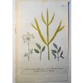 Johann Wilhelm Weinmann - Folys Pictis Syriacum...