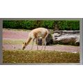 Vicuña Grazing in a Natural Habitat A5 Chrome
