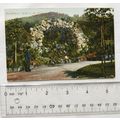 vintage Postcard Bad Wildbad Grotte in den Anlagen