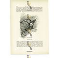 Blue Footed Falconet, Animal Book Illustration ...