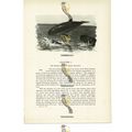 Porpoises, Animal Book Illustration (Print), c1916