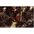 In Glory Woods, Dorking, Surrey, RP Valentines,...