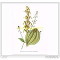TWAY-BLADE & ENCHANTER'S NIGHTSHADE, WILD FLOWE...