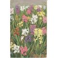 PC21524 Old Painting. Flowers. Photochromie. No...
