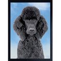 BLACK POODLE 3D FRIDGE MAGNET Great Christmas s...