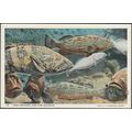 Large Groupers, New York Aquarium, 1937 - Curt ...