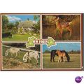 GB Postcard - New Forest - Hampshire