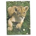 YOUNG LION CUB, WOBURN WILD ANIMAL KINGDOM, WOB...