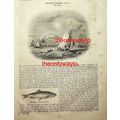 Sprat Boats Fishing Off Purfleet On The Thames,...