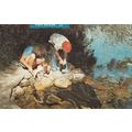 Feeding Eels Takaka Nelson New Zealand Postcard