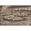 Floralies Gantoises de 1923 - De Graeve CPA